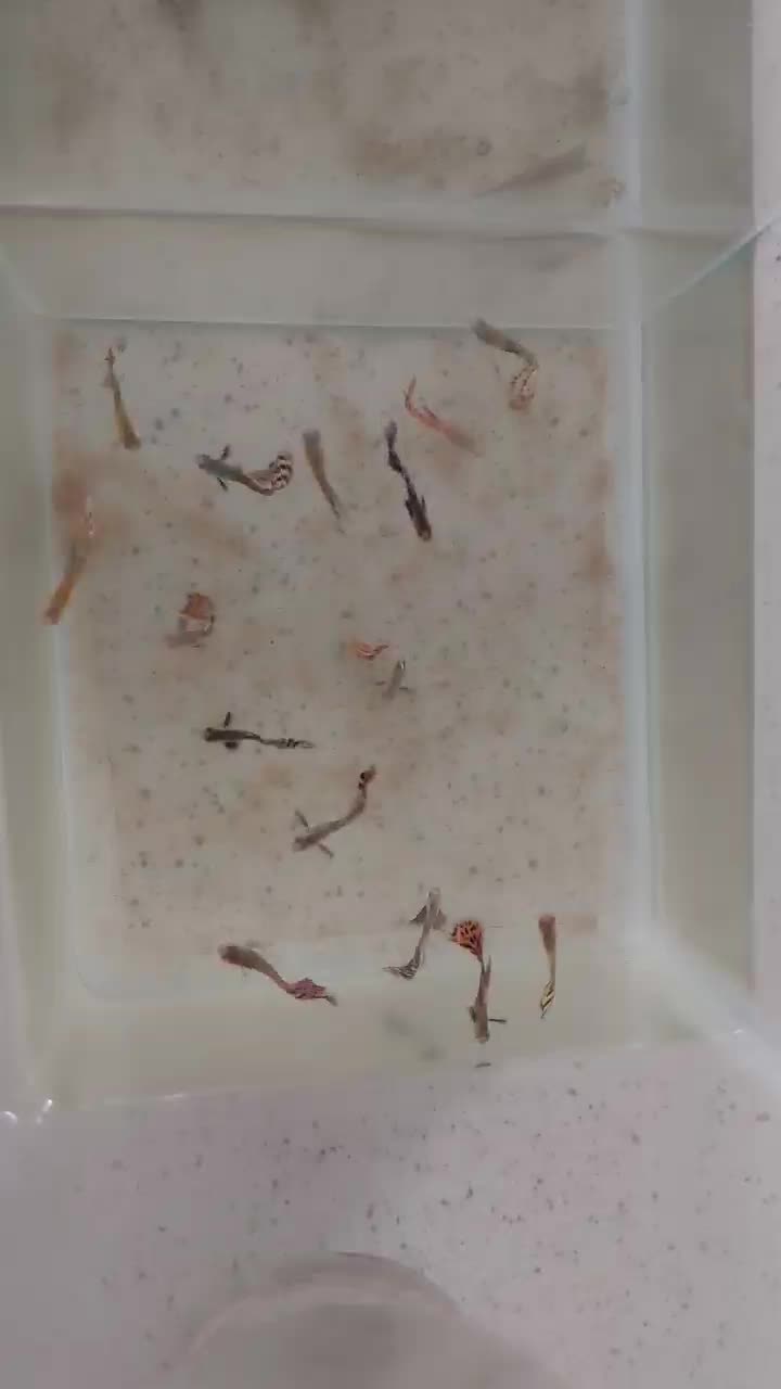 ماهی گوپی|ماهی|تهران, بهداشت|دیوار