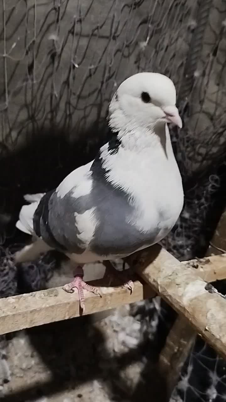 کبوتر پرشی|پرنده|تهران, خاک سفید|دیوار