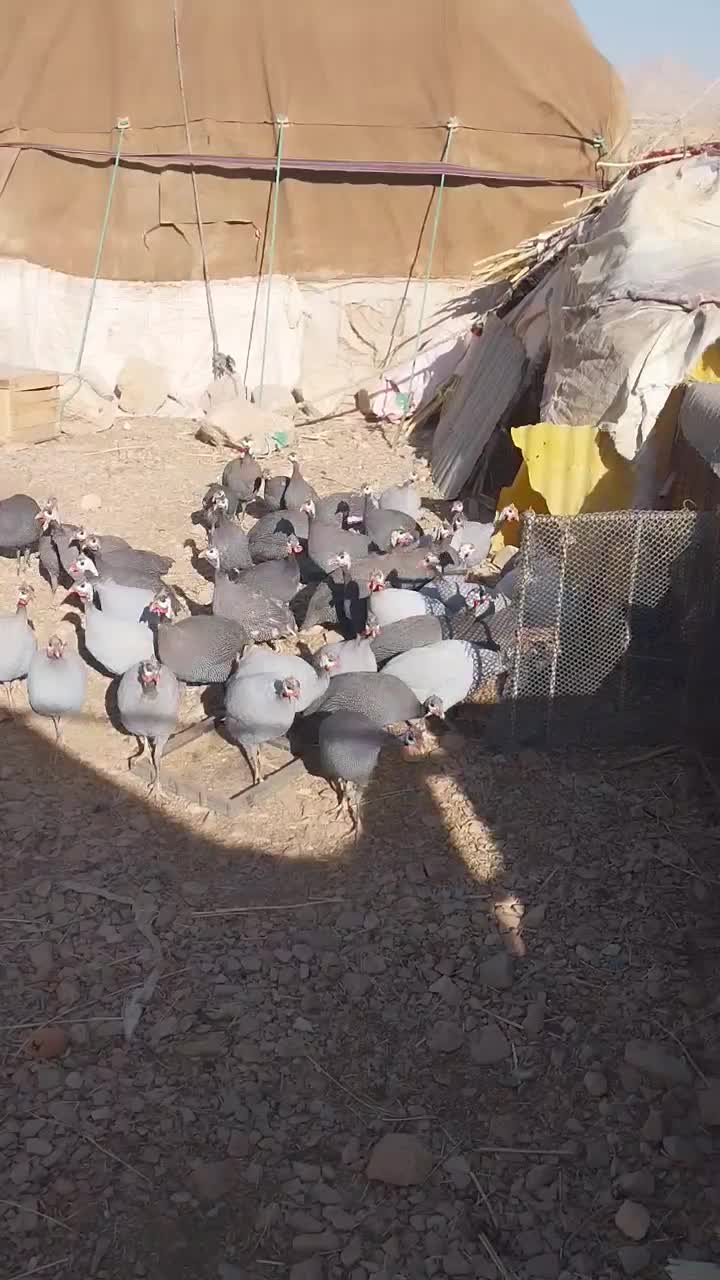 مرغ شاخدار|حیوانات مزرعه|بولی, |دیوار