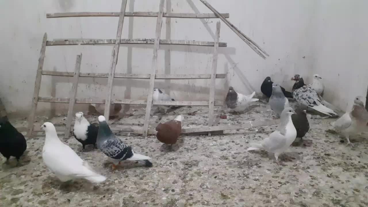 کبوتر توحید شهر|پرنده|سبزوار, توحیدشهر|دیوار