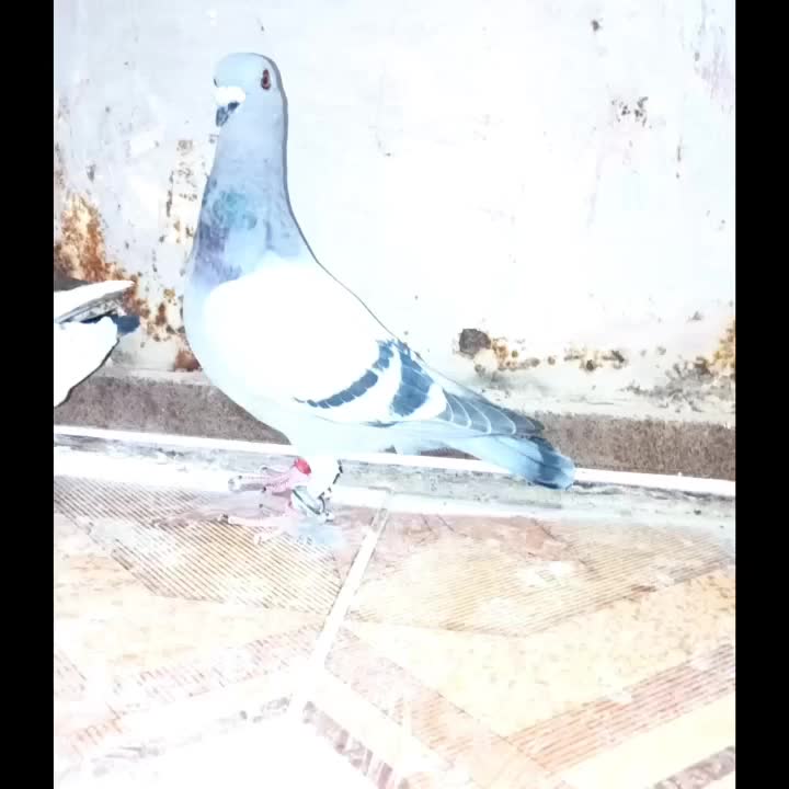 کبوتر 5عدد پلاکی نر همه باهم 1100مفت|پرنده|سده (خراسان جنوبی), |دیوار