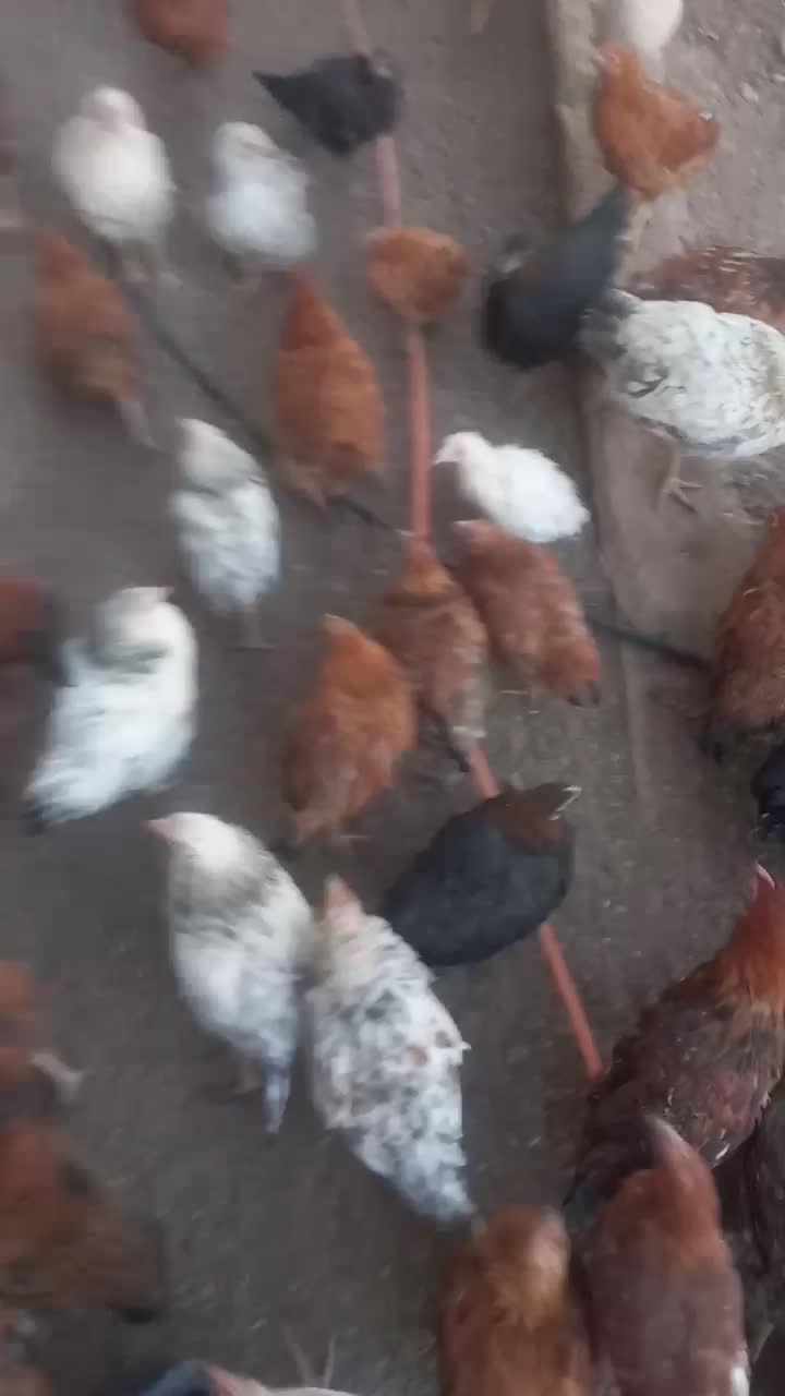 جوجه مرغ و خروس فریک|حیوانات مزرعه|تاکستان, |دیوار