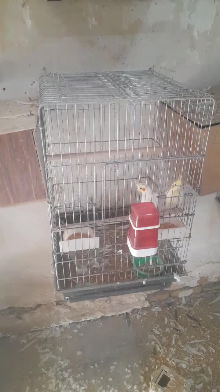 حراج عروس هلندی همه مولد جمع آوری سالن|پرنده|پاکدشت, خاتون آباد|دیوار