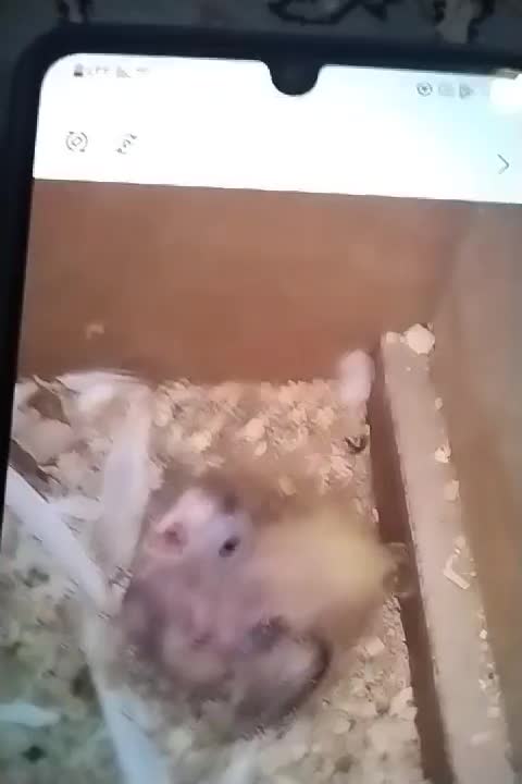 جوجه عروس سرلاکی|پرنده|آشخانه, |دیوار