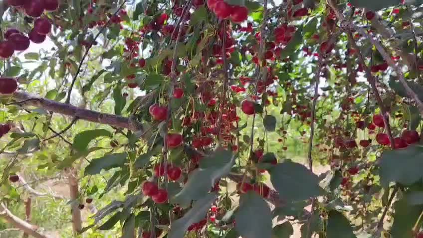 ۱۰۰۰ متر باغ ویلا سرحال دماوند (سربندان)|فروش خانه و ویلا|تهران, نیروی هوایی (پیروزی)|دیوار