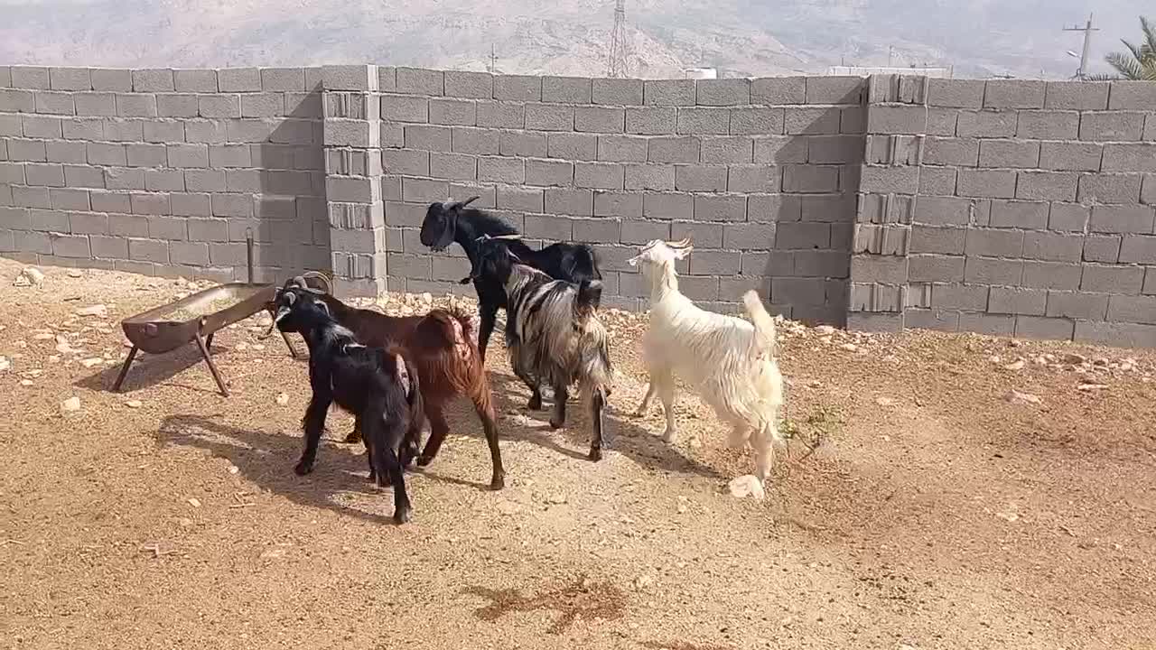 فروش پازن وبز در شهرستان جم|حیوانات مزرعه|جم, |دیوار