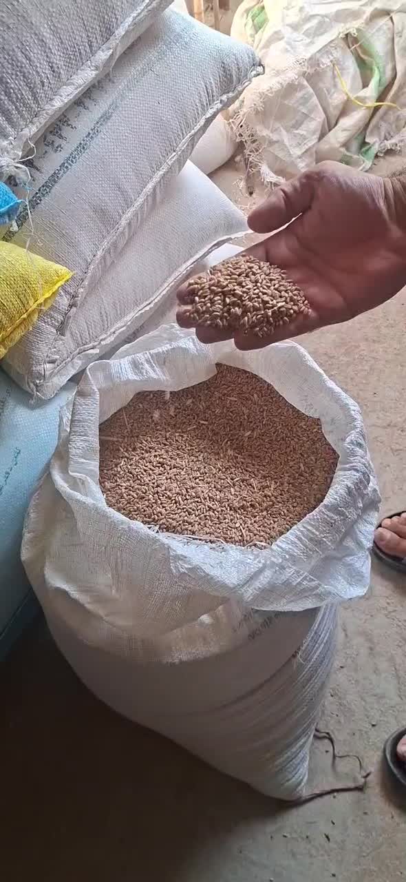 گندم|عمده‌فروشی|گرمسار, |دیوار