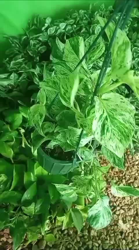 بهترین هدیه|گل و گیاه طبیعی|بندر ماهشهر, |دیوار