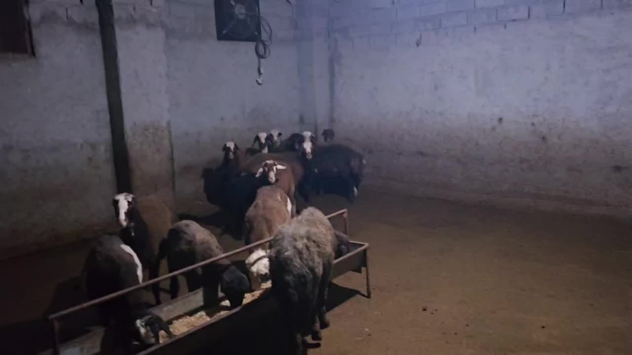 بره پرواری|حیوانات مزرعه|ساری, |دیوار