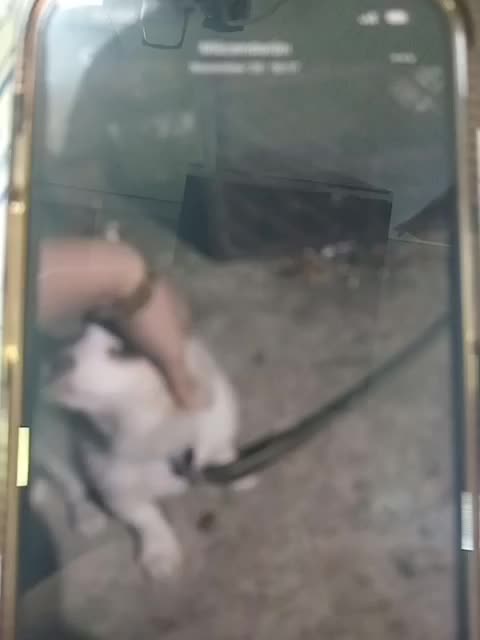 سگ پامر اشپیتز|سگ|بهشهر, |دیوار