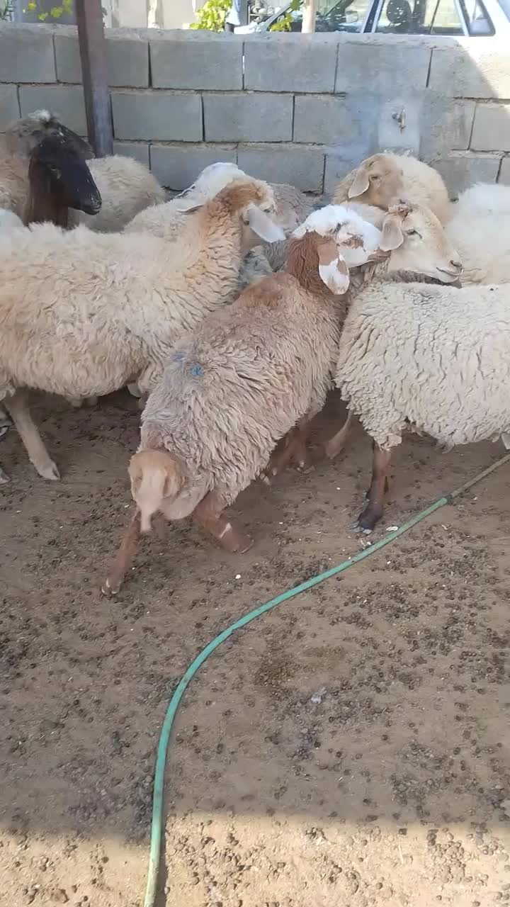 چهارراس بزویک نربزپاکستانی کل وپانزده راس شیشک میش|حیوانات مزرعه|اسفراین, |دیوار