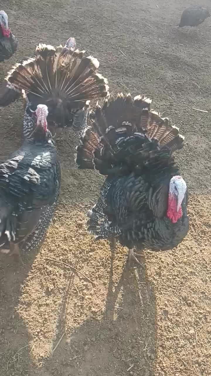 بوقلمون|حیوانات مزرعه|آذرشهر, |دیوار