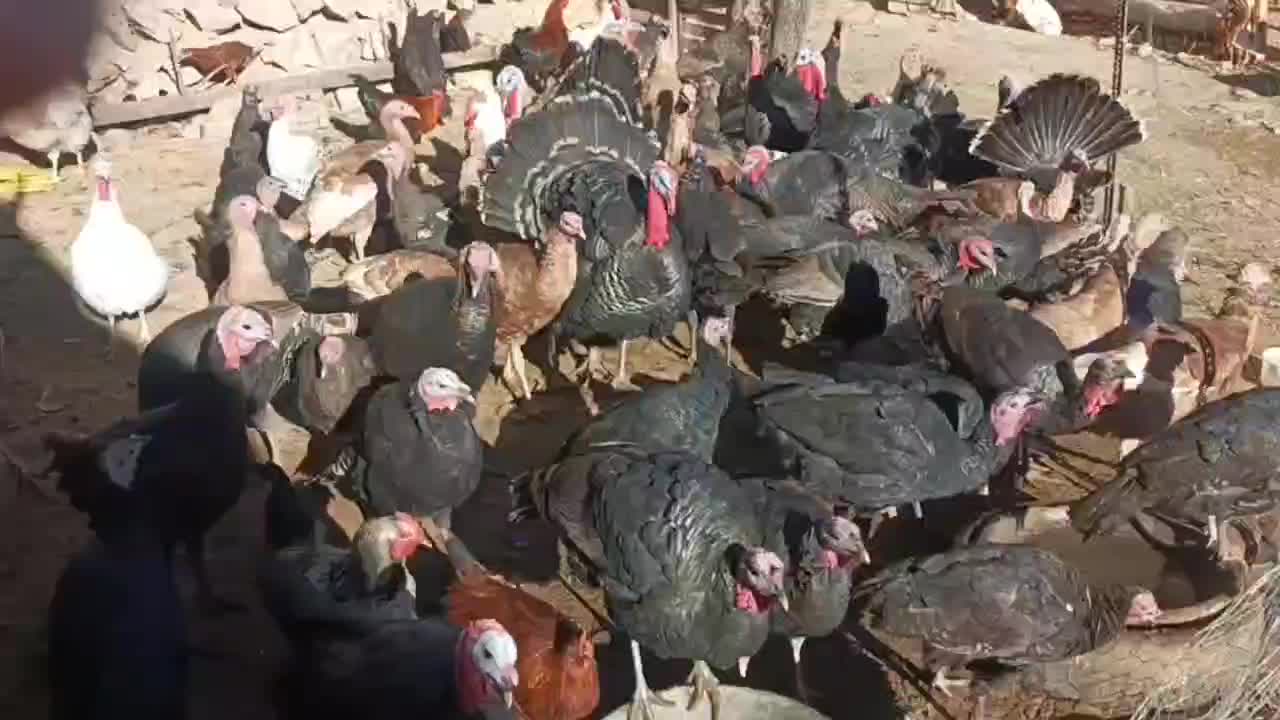 بوقلمون|حیوانات مزرعه|نورآباد, |دیوار