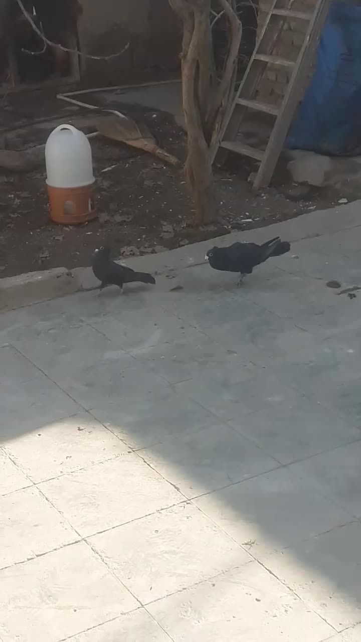 کلاغ|پرنده|زرند, |دیوار