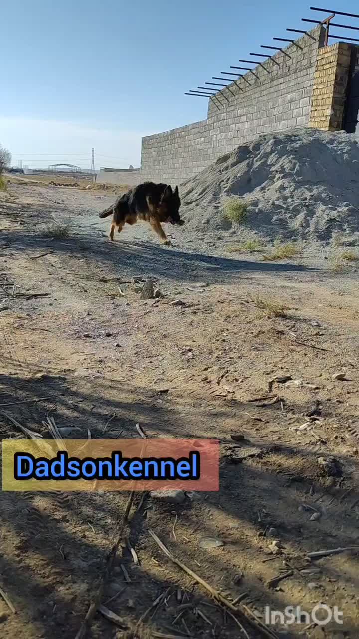 ژرمن ماده مو بلند سه ساله|سگ|چهارباغ, |دیوار