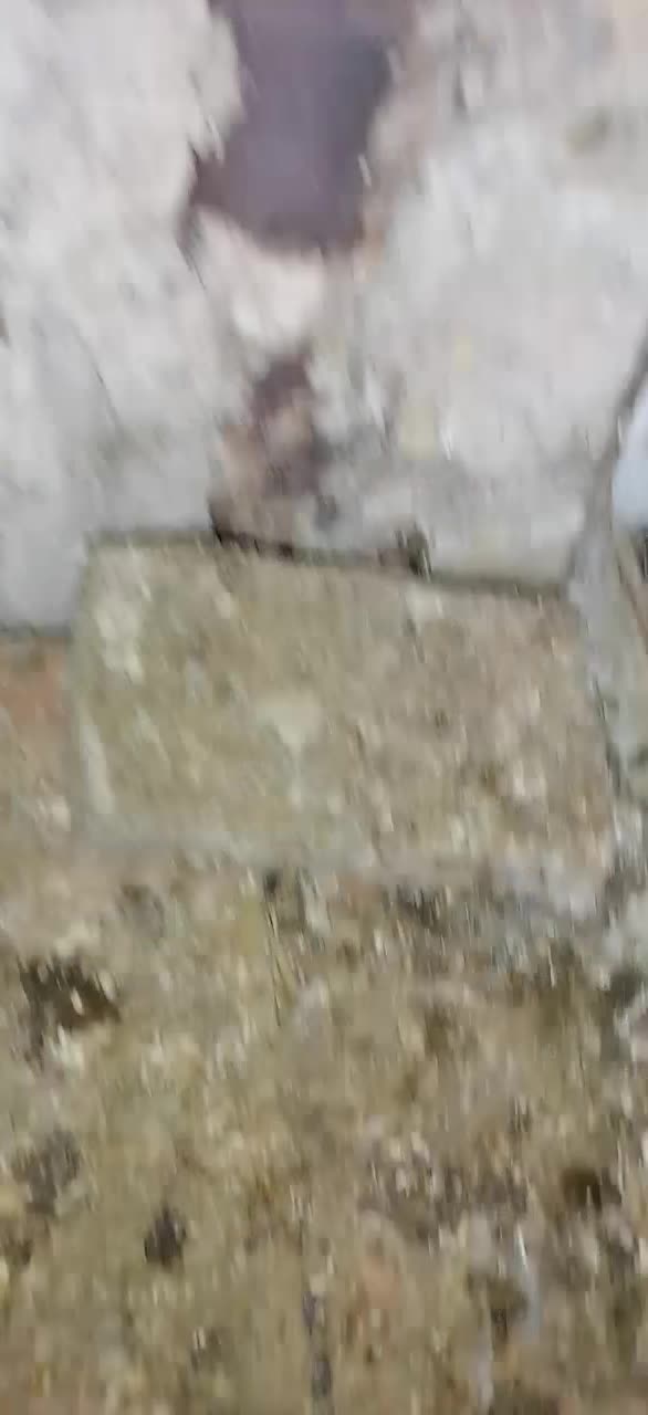 کفتر کبوتر المانی ریسر|پرنده|مشهد, قائم|دیوار