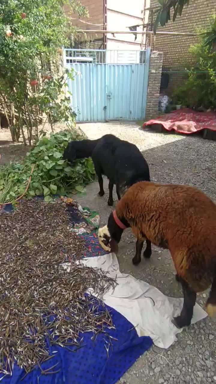 قوچ|حیوانات مزرعه|خان ببین, |دیوار