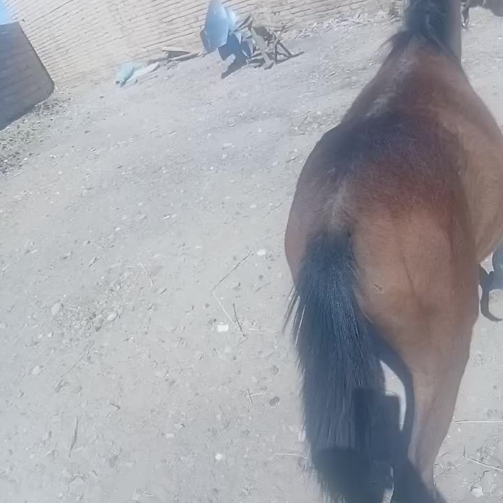 کره اسب عرب سرحال معروف|اسب و تجهیزات اسب‌سواری|شازند, |دیوار