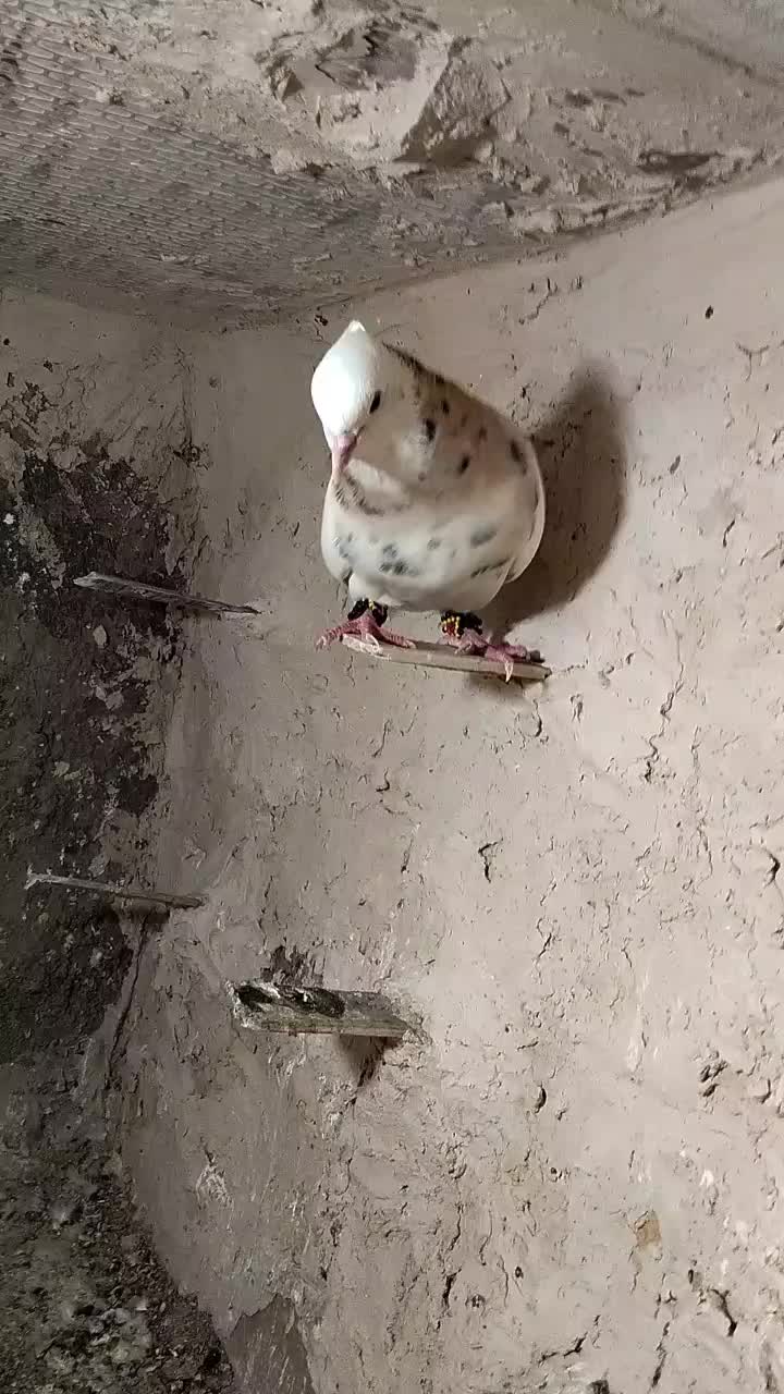 کبوتر طوقی|پرنده|سده (خراسان جنوبی), |دیوار