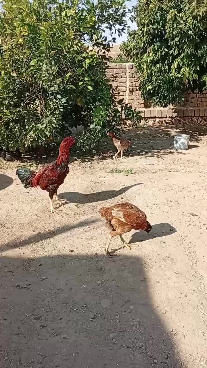 تخم لاری  تازه و نطفه دار|حیوانات مزرعه|سرپل ذهاب, |دیوار