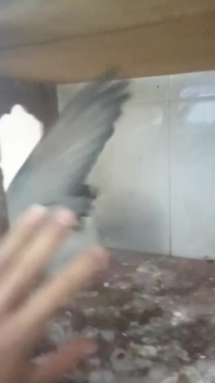 جوجه پولک کاکلی کرمونی|پرنده|تربت‌حیدریه, بازار|دیوار