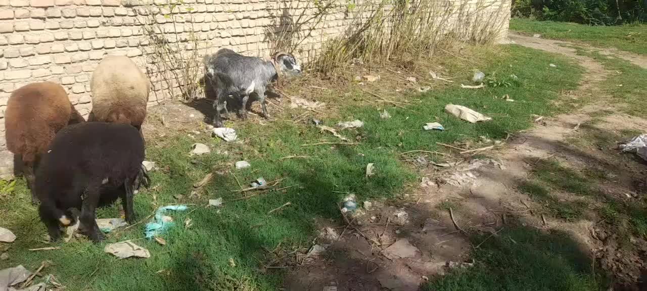 بز ماده‌|حیوانات مزرعه|تاتار علیا, |دیوار