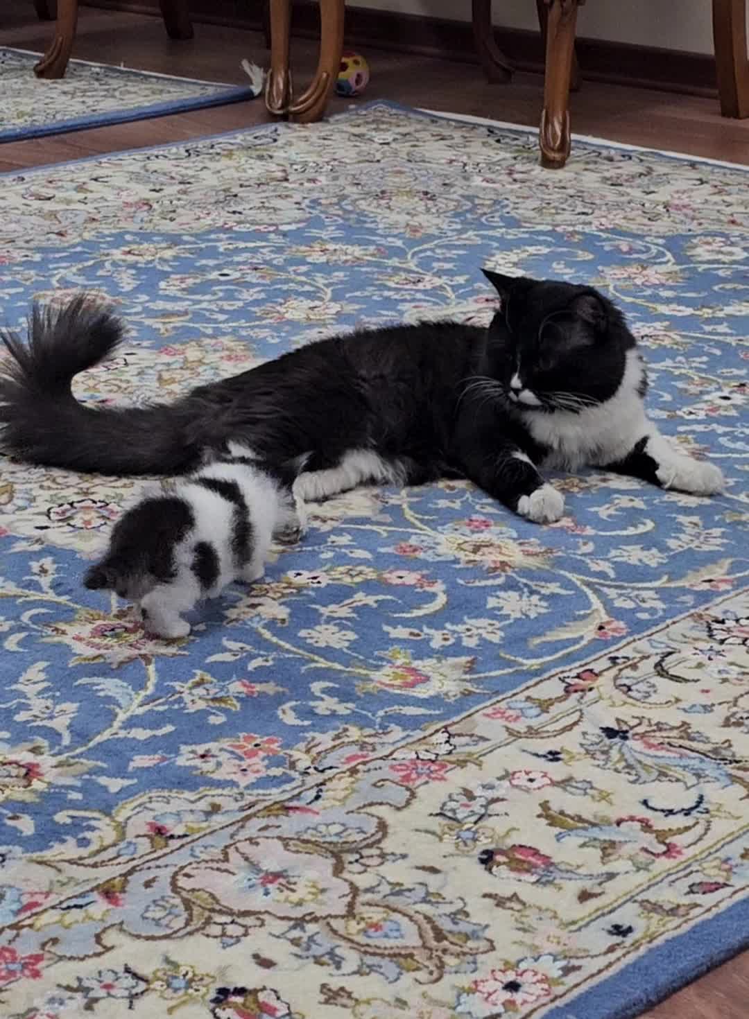 گربه بالغ|گربه|تهران, شهرک صدرا|دیوار