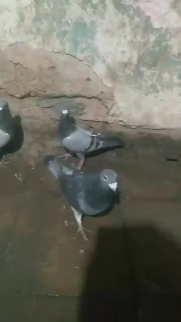 16تا پلاکی|پرنده|پاسارگاد, |دیوار