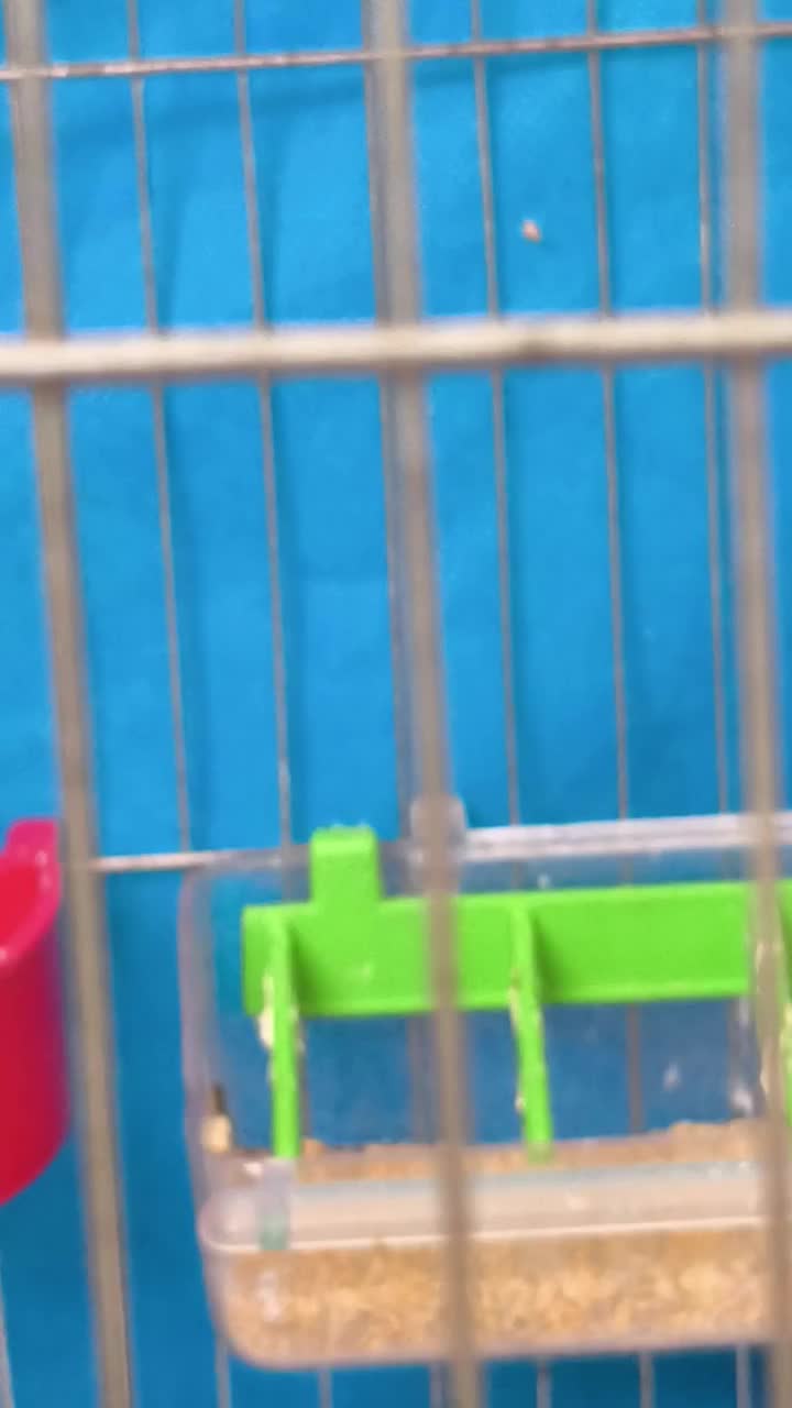 قناری ماده گلاستر|پرنده|اصفهان, امامزاده اسماعیل|دیوار