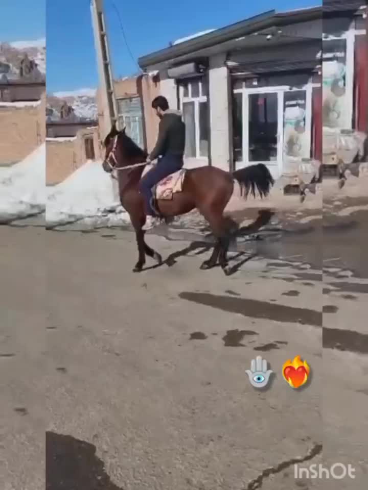 اسب فروشی|اسب و تجهیزات اسبسواری|دشتک, |دیوار