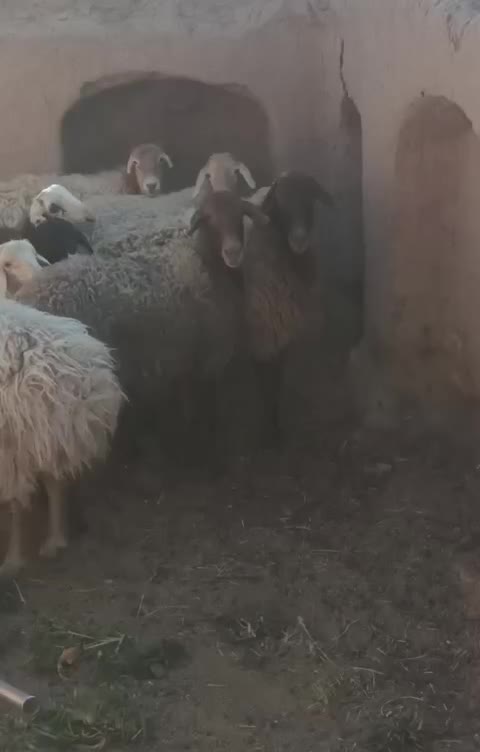 گوسفند|حیوانات مزرعه|تایباد, |دیوار