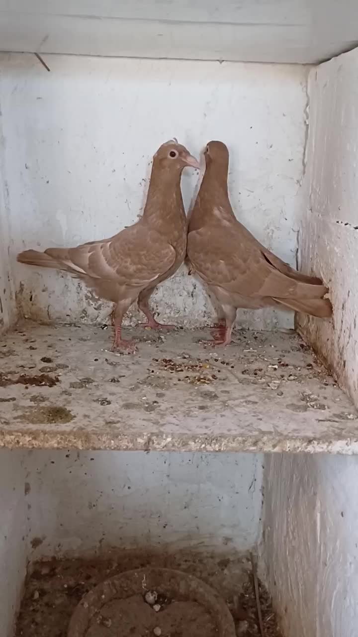 جفت جوجه کبوتر زرد|پرنده|بوشهر, |دیوار