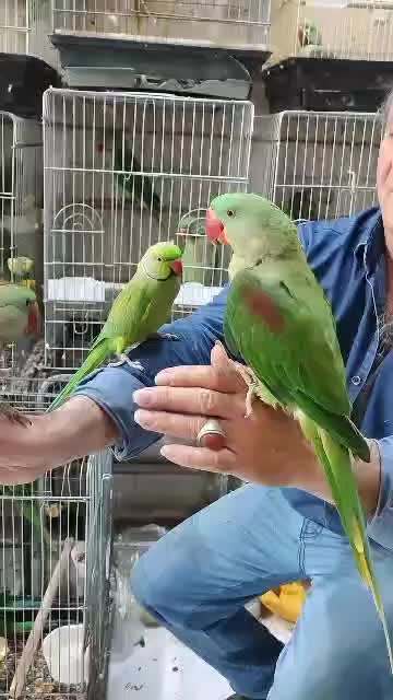 طوطی ملنگو شاه طوطی چیکو کوکو سخنگو بازیگوش اهلی|پرنده|تهران, سلسبیل شمالی|دیوار