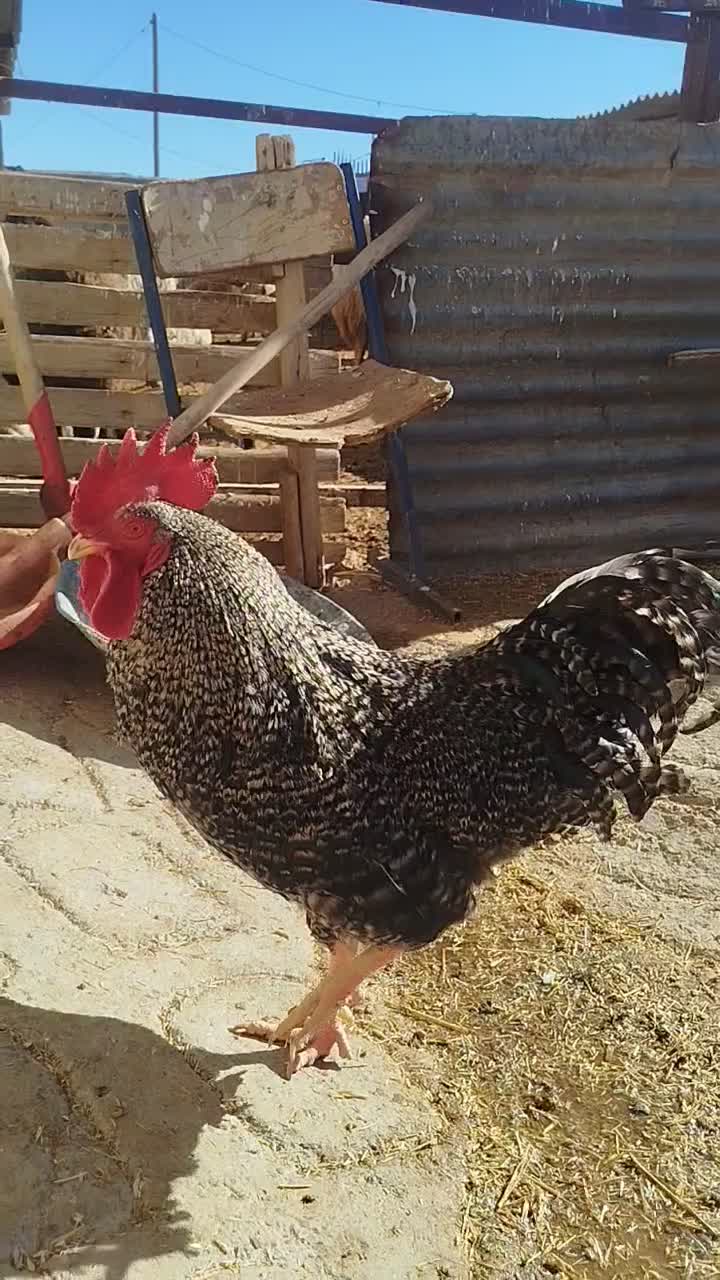 مرغ امروک|حیوانات مزرعه|گوآور, |دیوار