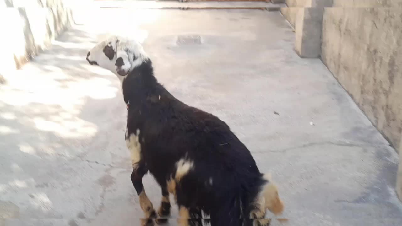 بره قوچ عتیقه|حیوانات مزرعه|بروجرد, |دیوار