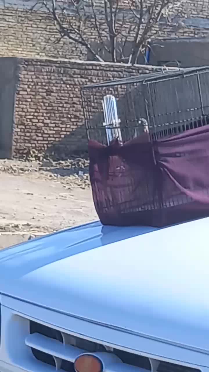 سیره قناری|پرنده|قروه, |دیوار