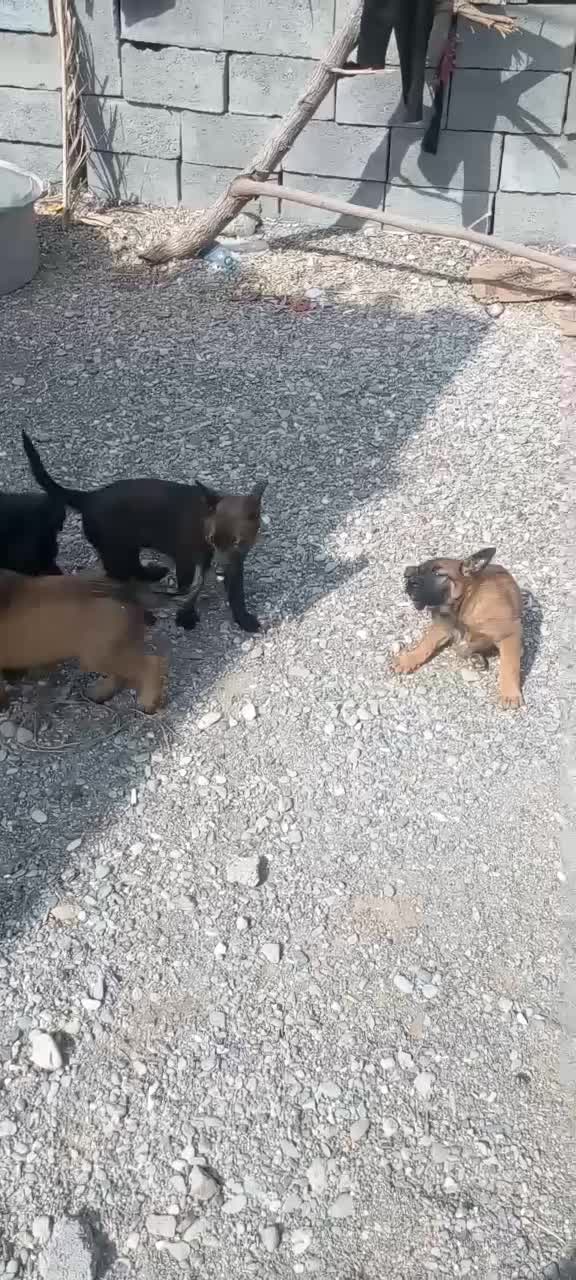 سگ..|سگ|رودان, |دیوار