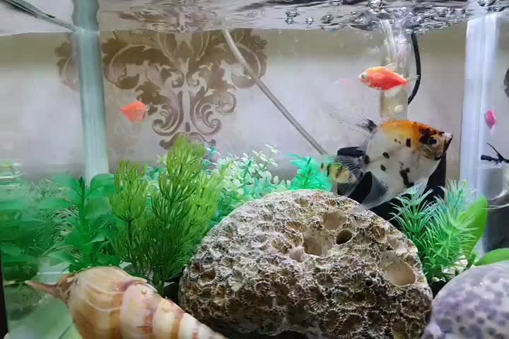 آکواریوم ماهی|ماهی|بندرعباس, |دیوار