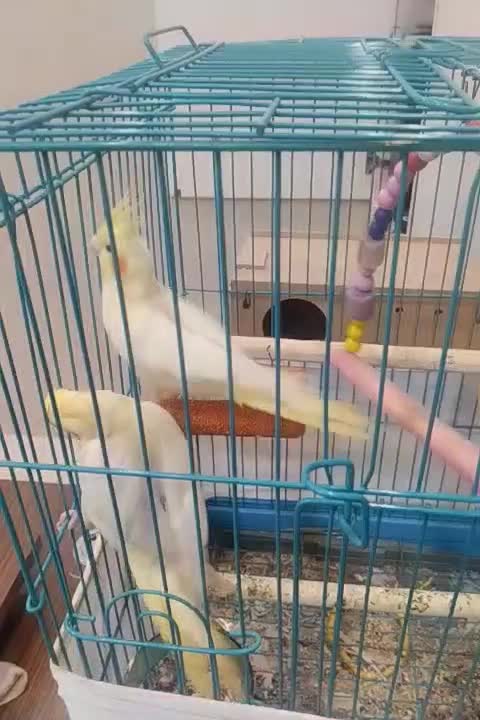 فروش یک جفت عروس هلندی سرحال|پرنده|اهواز, سپیدار|دیوار