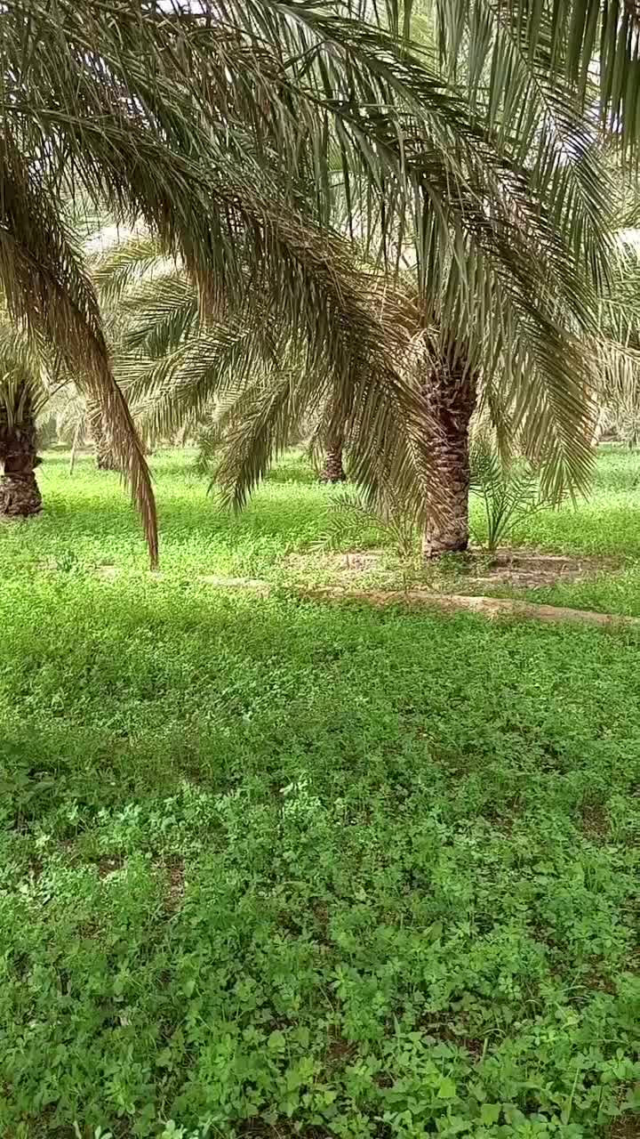 نهالستان خوزستان|خدمات باغبانی و درختکاری|قم, باغ اشرافی|دیوار