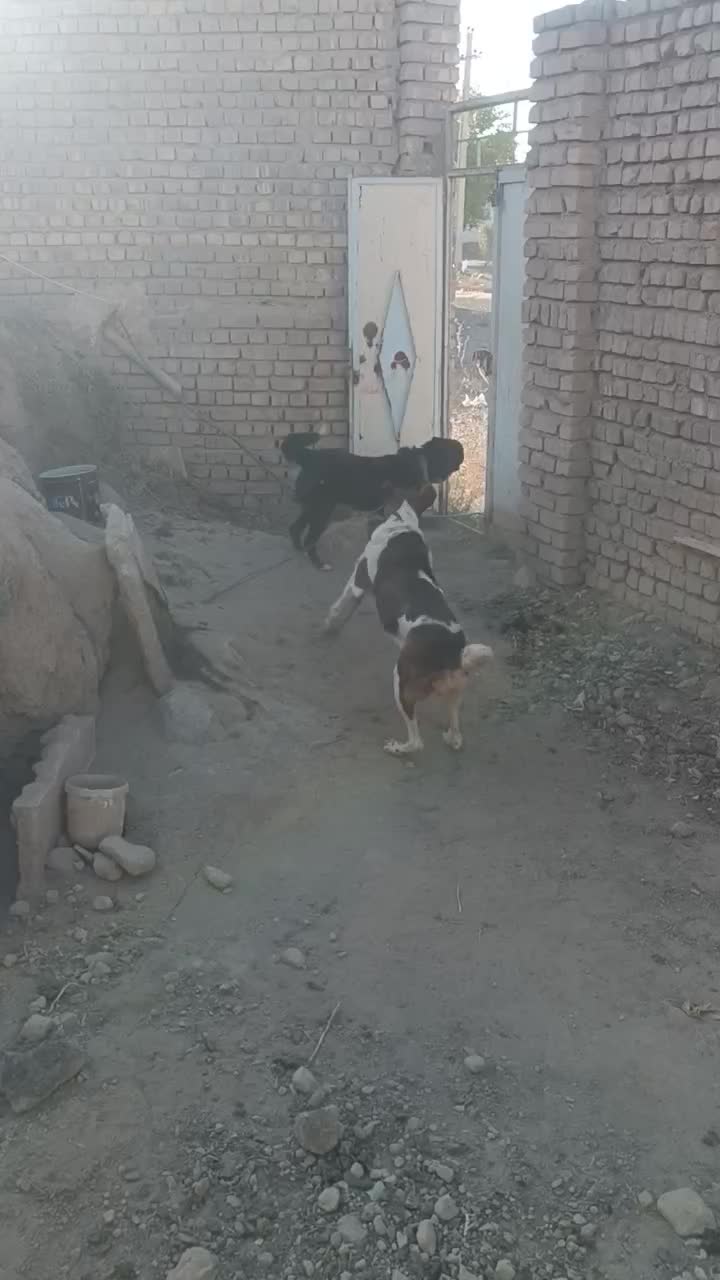 سگ گله و نگهبان|سگ|خمین, |دیوار