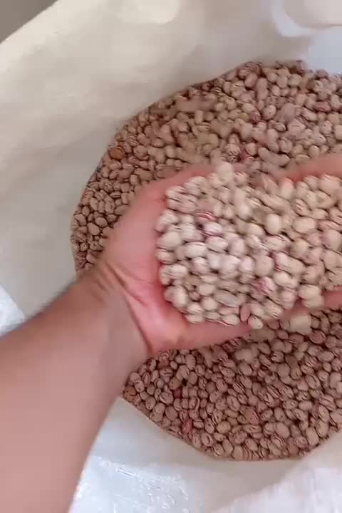 لوبیا چیتی و قرمز سرحدی|عمده‌فروشی|شیراز, باجگاه|دیوار