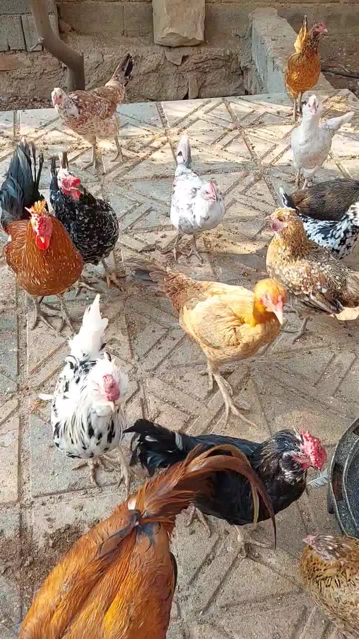 فروش مرغ و خروس گلین|حیوانات مزرعه|جم, |دیوار
