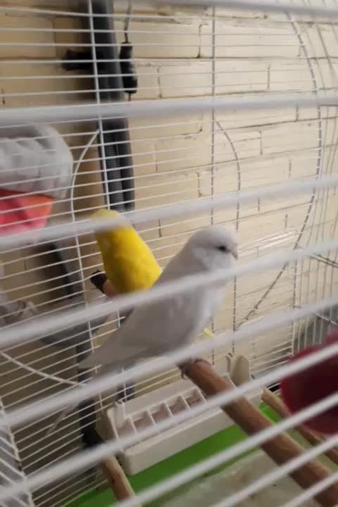 پرنده مرغ عشق انگلیسی|پرنده|اندیشه, اندیشه فاز ۳|دیوار