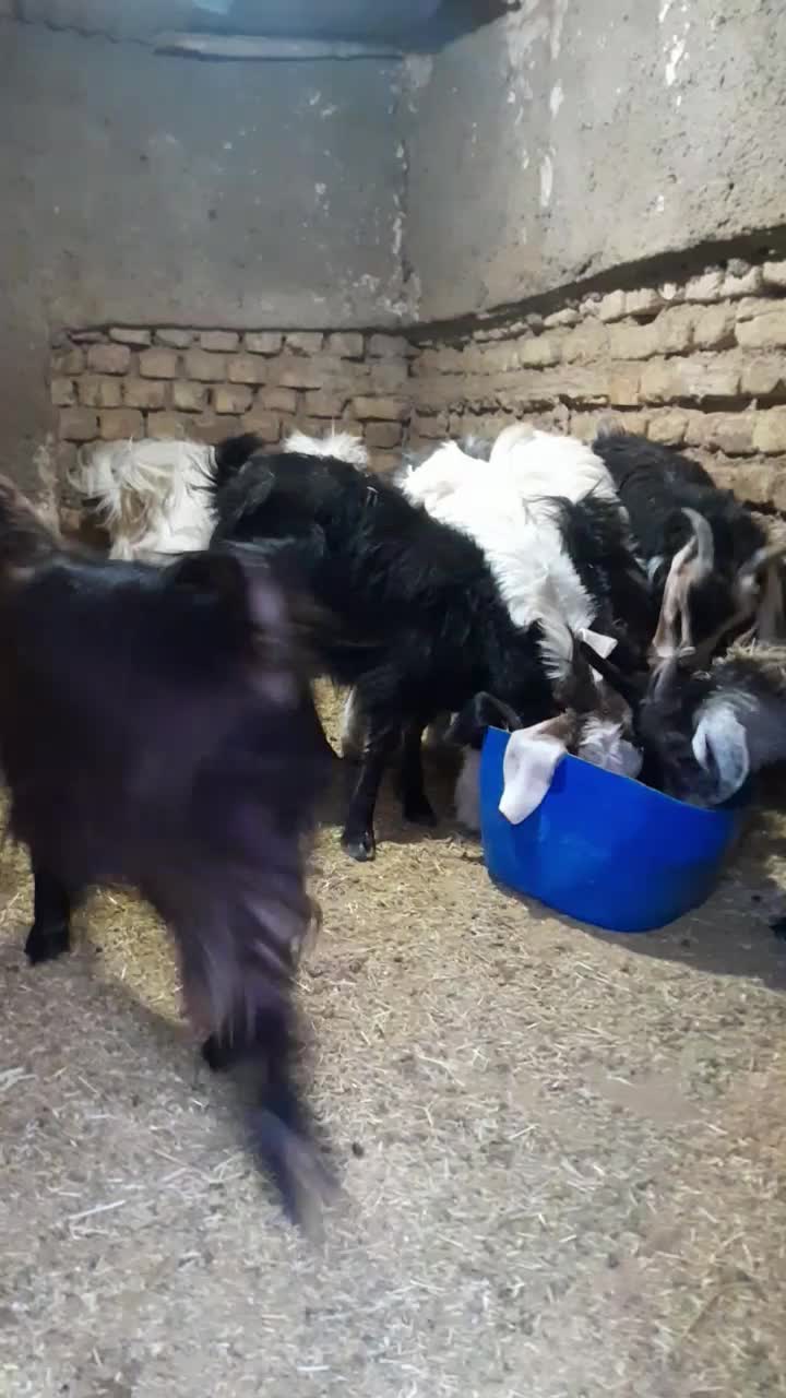 بزغاله|حیوانات مزرعه|سمنان, |دیوار