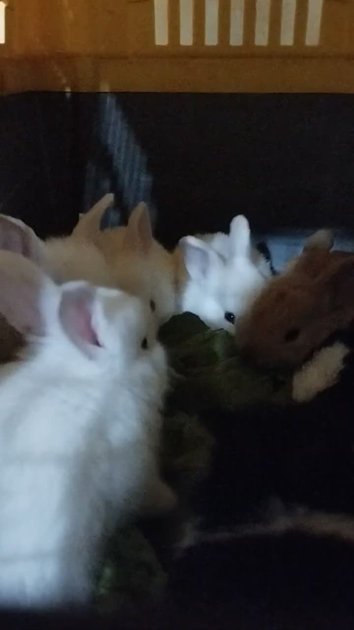 بچه خرگوش نیمه لوپ|موش و خرگوش|بندر انزلی, بشمن|دیوار