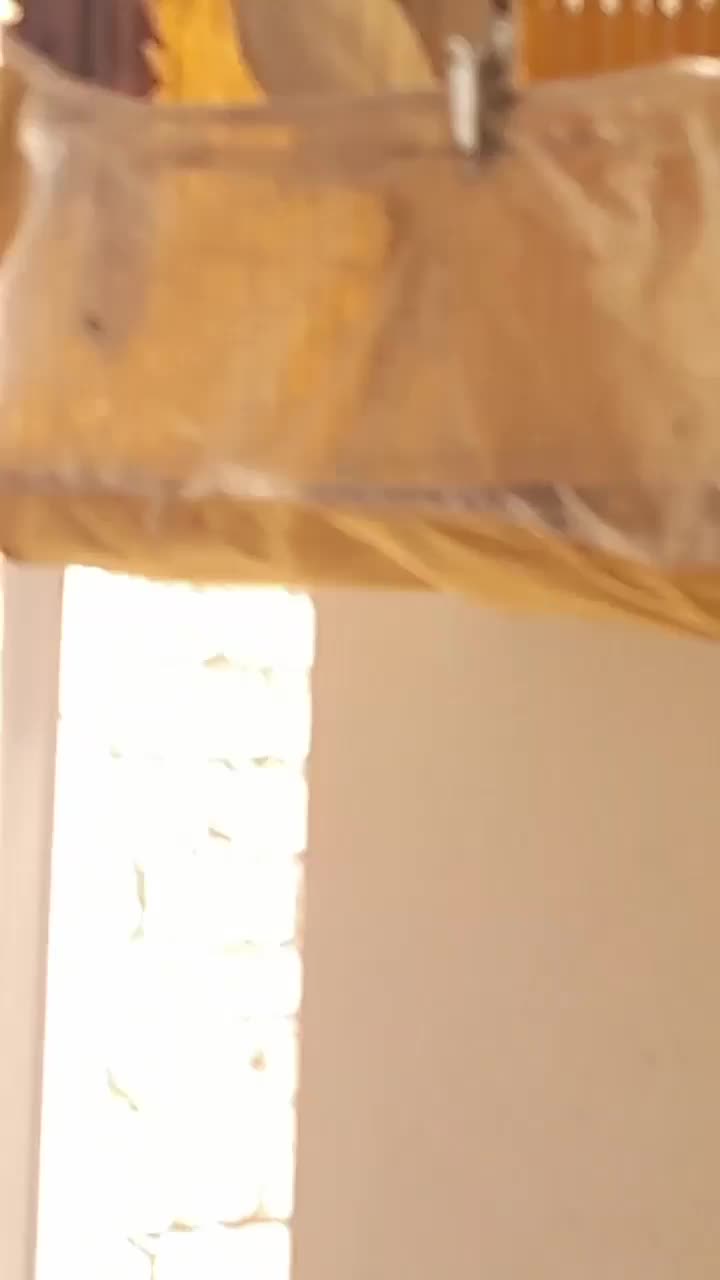 عروس هلندی نر وماده سخنگو|پرنده|عطاملک, |دیوار