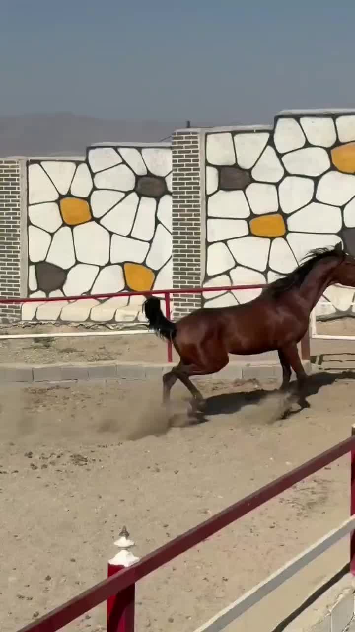 فروش چند راس کره شجره دار|اسب و تجهیزات اسب‌سواری|بیجار, |دیوار