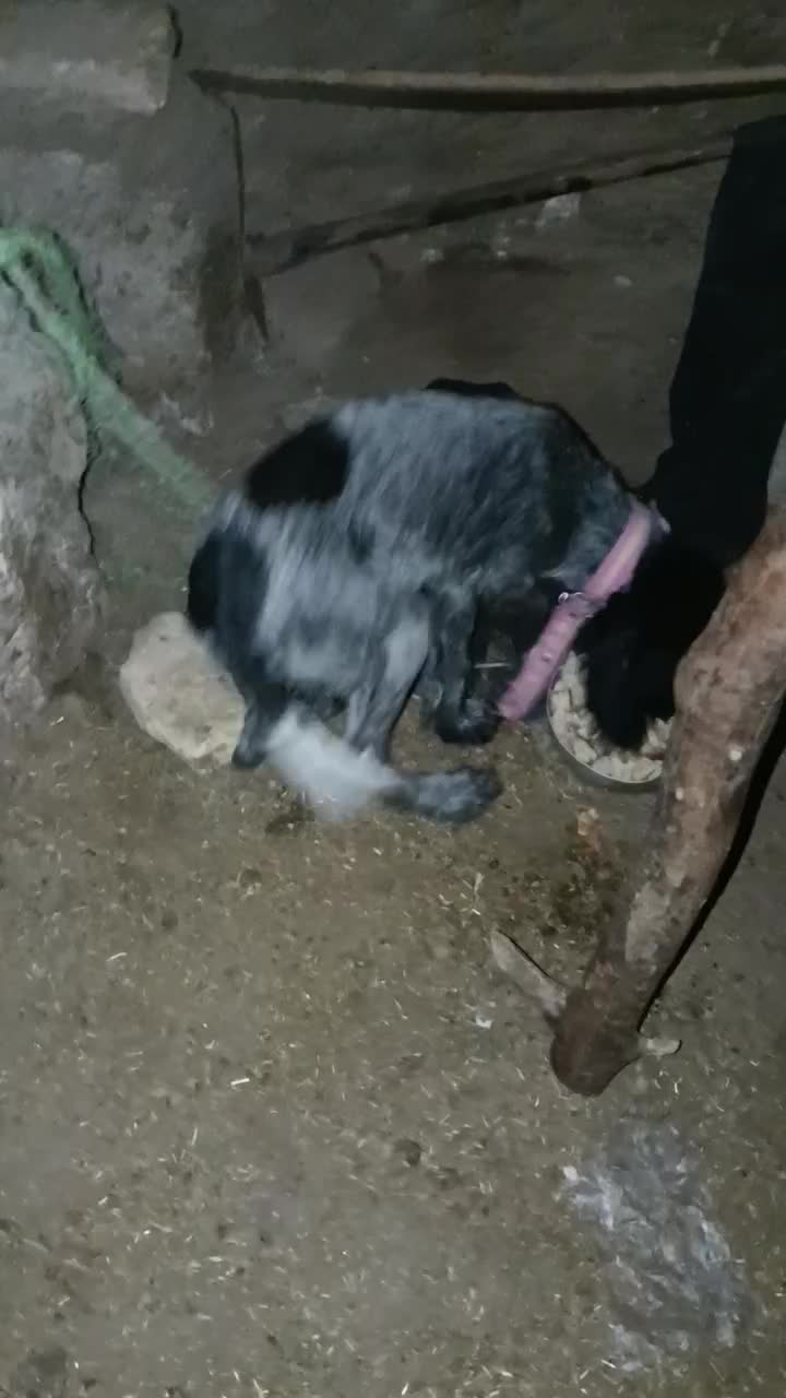 توله موسیمی|سگ|دوزین, |دیوار