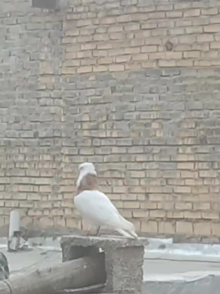 پرنده|پرنده|شادگان, |دیوار